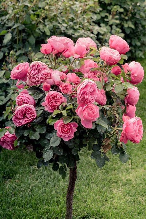 rose on amazon|amazon five best rose bushes.